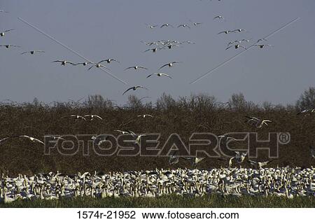 Flock of Snow Geese View Large Photo Image Stock Image - Flock of Snow Geese. Fotosearch