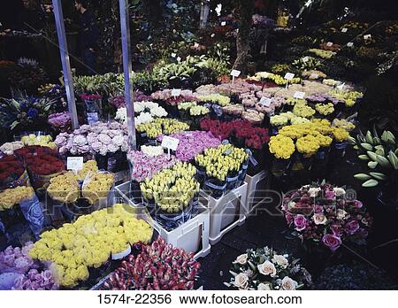 Flower Market, Bloemenmarkt, Amsterdam, Netherlands View Large Photo Image Stock Photograph - Flower Market, Bloemenmarkt, Amsterdam, Netherlands. Fotosearch