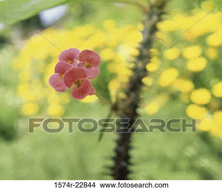 Picture - Flower on a branch. Fotosearch