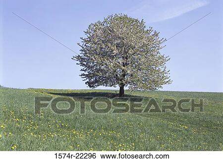 Flowering tree on a hill, Czech Republic View Large Photo Image Stock Photograph - Flowering tree on a hill, Czech Republic. Fotosearch