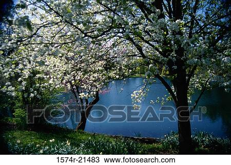 Flowering trees near a lake View Large Photo Image Stock Image - Flowering trees near a lake. Fotosearch