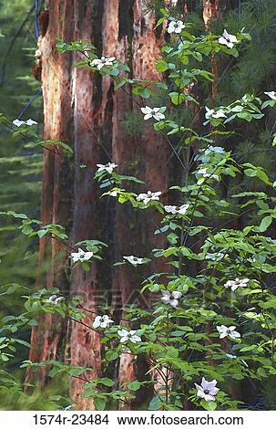 Flowers beside a dogwood tree, Yosemite National Park, California, USA View Large Photo Image Picture - Flowers beside a dogwood tree, Yosemite National Park, California, USA. Fotosearch