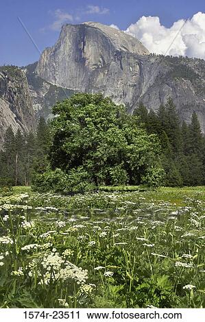 Flowers in a field, Half Dome, Yosemite National Park, California, USA View Large Photo Image Stock Image - Flowers in a field, Half Dome, Yosemite National Park, California, USA. Fotosearch
