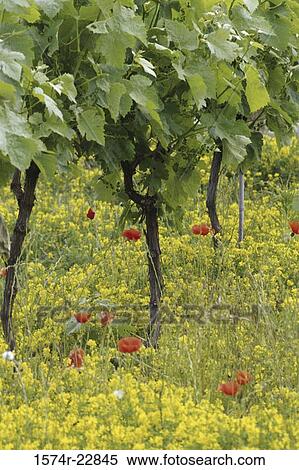 Flowers in a field, Provence, France View Large Photo Image Stock Photography - Flowers in a field, Provence, France. Fotosearch