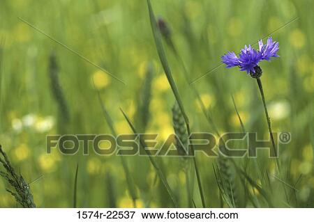 Flowers in a field View Large Photo Image Stock Photo - Flowers in a field. Fotosearch