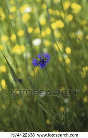 Flowers in a field View Large Photo Image Stock Photo - Flowers in a field. Fotosearch