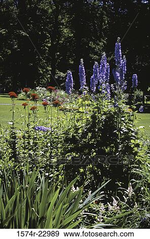 Flowers in a garden in Nova Scotia, Canada View Large Photo Image Stock Photo - Flowers in a garden in Nova Scotia, Canada. Fotosearch