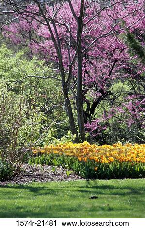 Stock Image - Flowers in a garden. Fotosearch