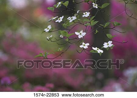Stock Image - Flowers on a dogwood tree. Fotosearch