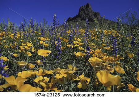 Flowers on a hill View Large Photo Image Stock Photography - Flowers on a hill. Fotosearch