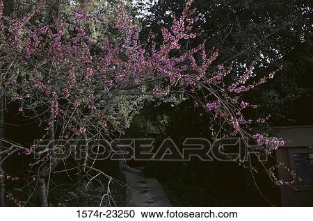 Flowers on a Peach Tree View Large Photo Image Stock Image - Flowers on a Peach Tree. Fotosearch