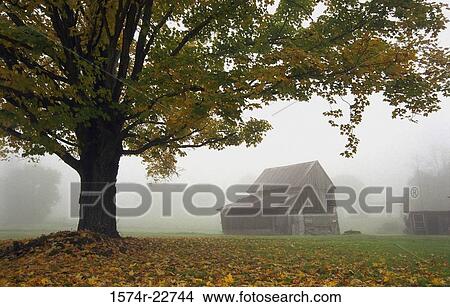 Foggy morning on a farm View Large Photo Image Picture - Foggy morning on a farm. Fotosearch