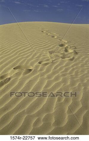 Footprints in sand dunes View Large Photo Image Stock Photo - Footprints in sand dunes. Fotosearch
