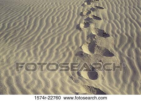 Footprints in the sand dunes, India View Large Photo Image Stock Image - Footprints in the sand dunes, India. Fotosearch