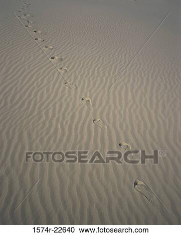Footprints in the sand, Port Stephens, Australia View Large Photo Image Stock Image - Footprints in the sand, Port Stephens, Australia. Fotosearch