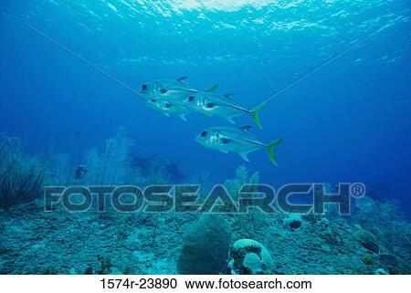 Four Horse Eye Jacks swimming underwater (Caranx latus) View Large Photo Image Stock Image - Four Horse Eye Jacks swimming underwater (Caranx latus). Fotosearch