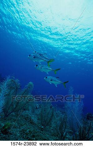 Four Horse Eye Jacks swimming underwater (Caranx latus) View Large Photo Image Stock Image - Four Horse Eye Jacks swimming underwater (Caranx latus). Fotosearch