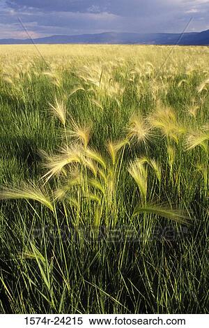 Foxtail barley in a field, Summer Lake Wildlife Area, Oregon, USA (Hordeum jubatum) View Large Photo Image Stock Photography - Foxtail barley in a field, Summer Lake Wildlife Area, Oregon, USA (Hordeum jubatum). Fotosearch
