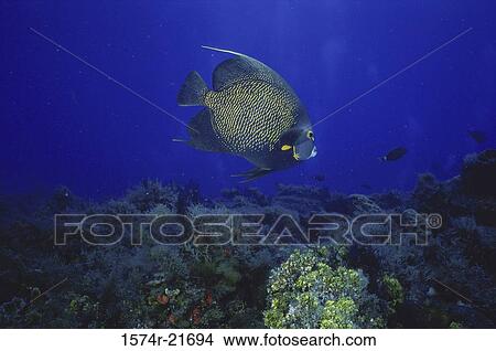French angelfish (Pomacanthus Paru) View Large Photo Image Picture - French angelfish (Pomacanthus Paru). Fotosearch