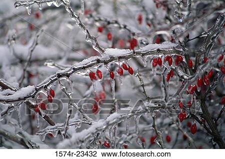 Stock Image - Frozen ice on the branches of a cranberry plant. Fotosearch