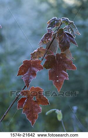 Frozen maple leaves of a tree View Large Photo Image Stock Image - Frozen maple leaves of a tree. Fotosearch