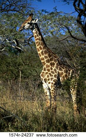 Stock Photo - Giraffe in a forest, Hluhluwe-Umfolozi Game Reserve, Zululand, KwaZulu-Natal, South Africa. Fotosearch