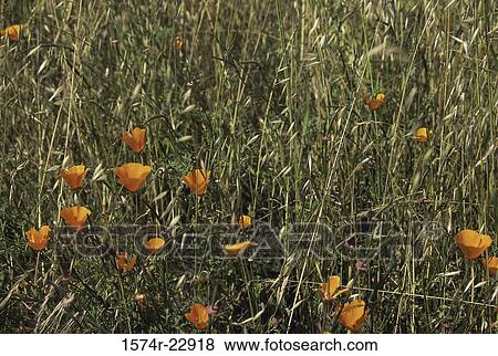 Golden Poppies growing in a field View Large Photo Image Stock Photo - Golden Poppies growing in a field. Fotosearch