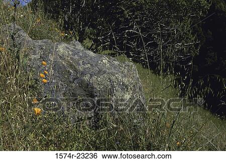 Golden Poppies near a rock View Large Photo Image Stock Photograph - Golden Poppies near a rock. Fotosearch