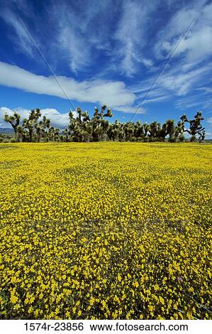 Goldfield flowers in a field with Joshua trees in the background, California, USA (Lasthenia californica) View Large Photo Image Stock Photograph - Goldfield flowers in a field with Joshua trees in the background, California, USA (Lasthenia californica). Fotosearch