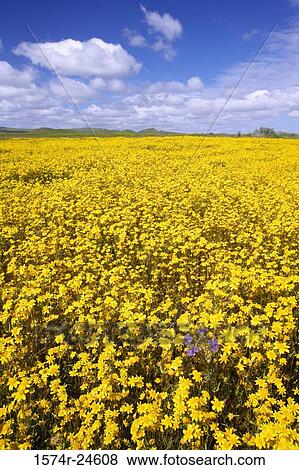 Goldfields on a landscape, Carrizo Plain National Monument, California, USA (Lasthenia chrysotoma) View Large Photo Image Stock Photo - Goldfields on a landscape, Carrizo Plain National Monument, California, USA (Lasthenia chrysotoma). Fotosearch