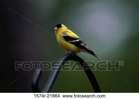 Goldfinch on a metal rod View Large Photo Image Picture - Goldfinch on a metal rod. Fotosearch