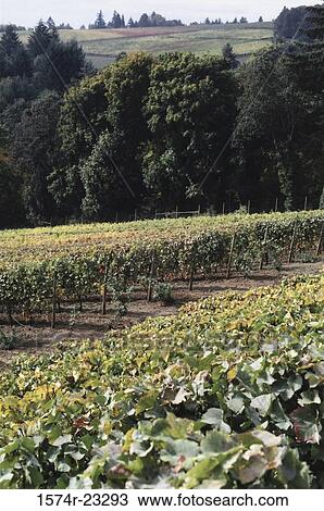 Grapes growing in a field, Oregon, USA View Large Photo Image Stock Image - Grapes growing in a field, Oregon, USA. Fotosearch