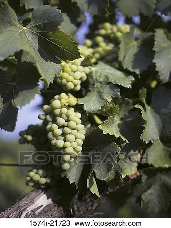 Grapes on a vine View Large Photo Image Stock Image - Grapes on a vine. Fotosearch