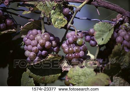 Grapes on a vine View Large Photo Image Stock Photo - Grapes on a vine. Fotosearch