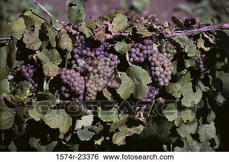 Grapes on a vine View Large Photo Image Stock Photograph - Grapes on a vine. Fotosearch