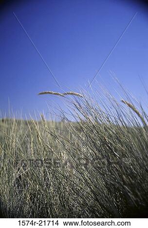 Grass in a field, California, USA View Large Photo Image Picture - Grass in a field, California, USA. Fotosearch