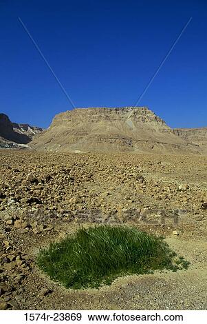 Grass on an arid landscape, Masada, Israel View Large Photo Image Stock Photo - Grass on an arid landscape, Masada, Israel. Fotosearch