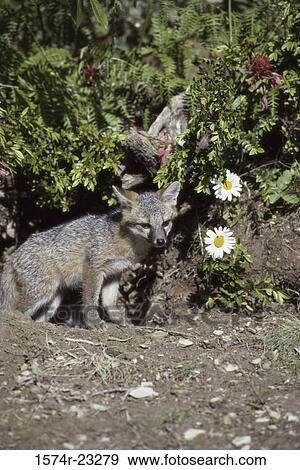 Gray Fox emerging from a den View Large Photo Image Stock Photo - Gray Fox emerging from a den. Fotosearch