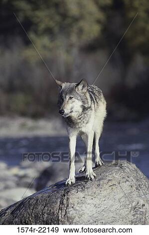 Gray Wolf standing on a rock View Large Photo Image Stock Photo - Gray Wolf standing on a rock. Fotosearch