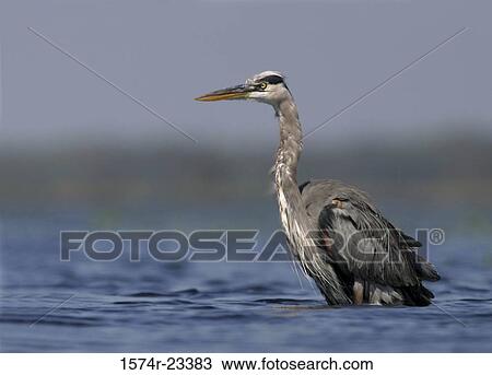 Great Blue Heron in water View Large Photo Image Stock Image - Great Blue Heron in water. Fotosearch
