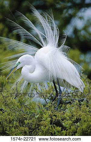 Great Egret perched on a tree View Large Photo Image Stock Image - Great Egret perched on a tree. Fotosearch