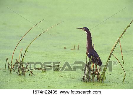 Green-backed Heron in a marsh View Large Photo Image Stock Photography - Green-backed Heron in a marsh. Fotosearch