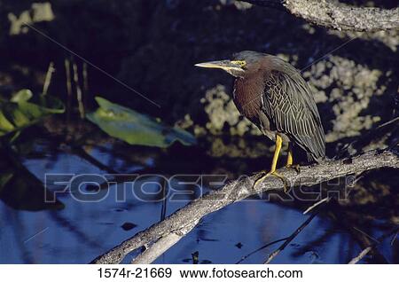 Green-backed Heron View Large Photo Image Stock Photo - Green-backed Heron. Fotosearch