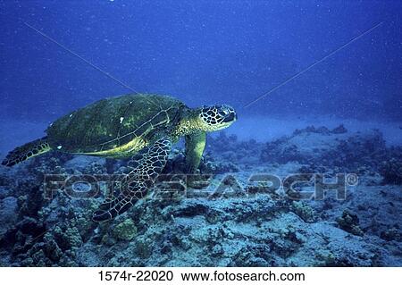 Green Sea Turtle underwater View Large Photo Image Stock Image - Green Sea Turtle underwater. Fotosearch