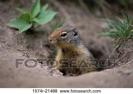 Stock Photo - Ground Squirrel in a hole. Fotosearch