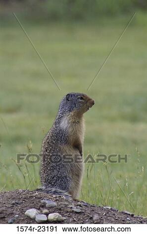 Ground Squirrel looking sideways View Large Photo Image Stock Image - Ground Squirrel looking sideways. Fotosearch