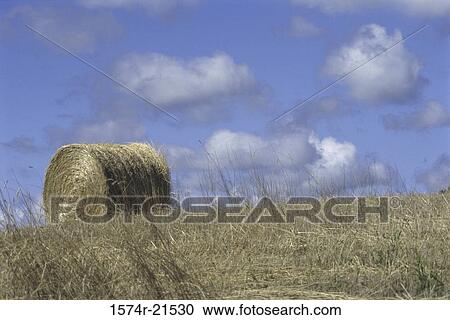 Hay bale in a field View Large Photo Image Stock Image - Hay bale in a field. Fotosearch
