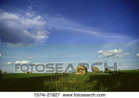 Stock Photo - Hay bales in a field. Fotosearch