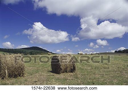 Hay bales in a field View Large Photo Image Stock Photo - Hay bales in a field. Fotosearch
