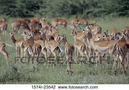 Herd of impalas standing in a field, Botswana (Aepyceros melampus) View Large Photo Image Stock Image - Herd of impalas standing in a field, Botswana (Aepyceros melampus). Fotosearch